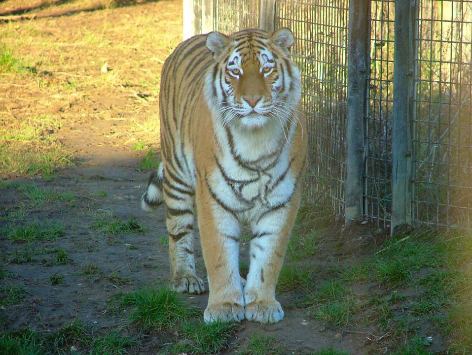 Design Photoshop par Gramlengo pour DesignCrowd (Community Contests) | Design #9074764