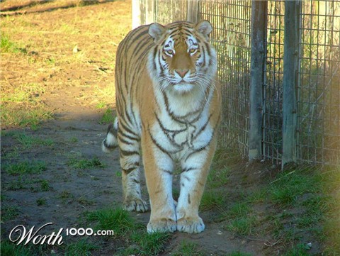 Photoshop Design by Gramlengo