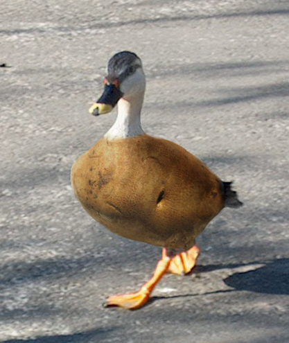 Photoshop Design by StefanS for DesignCrowd (Community Contests) | Design #9076957