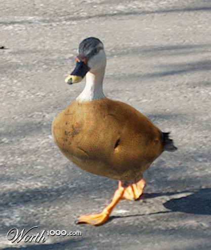 Photoshop Design by StefanS