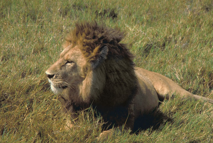 Diseño de Photoshop por jarlen para DesignCrowd (Community Contests) | Diseño #9074985