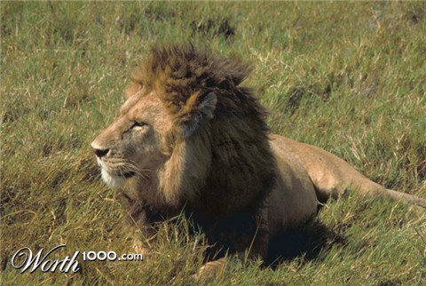 Photoshop Design by jarlen