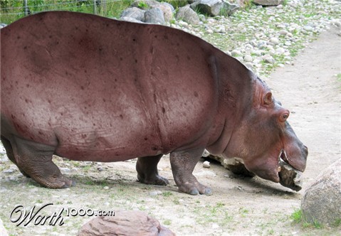 Photoshop Design by scorpio777