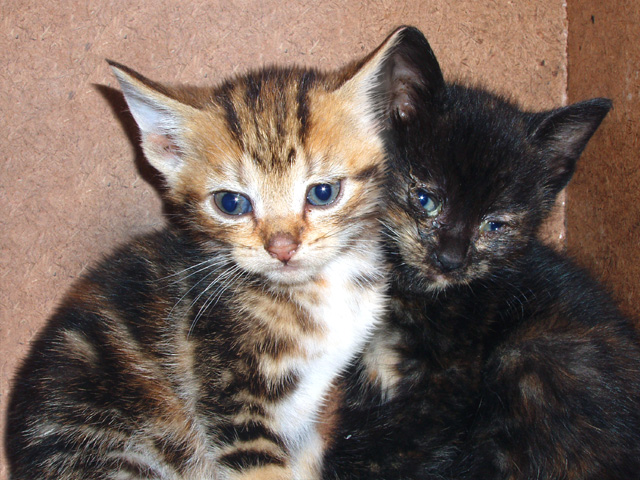 Photoshop Design by MasterGnu for DesignCrowd (Community Contests) | Design #9075089