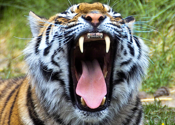 Diseño de Photoshop por marygoodwater para DesignCrowd (Community Contests) | Diseño #9075087