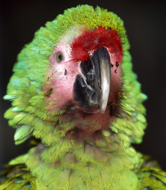 Diseño de Photoshop por Zalgren para DesignCrowd (Community Contests) | Diseño #9077116