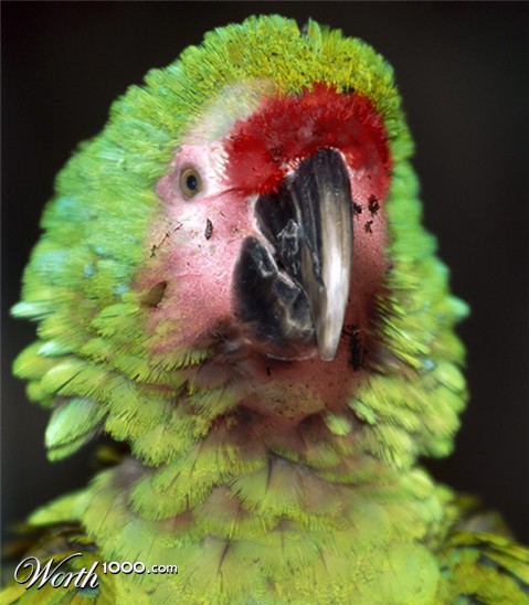 Photoshop Design by Zalgren