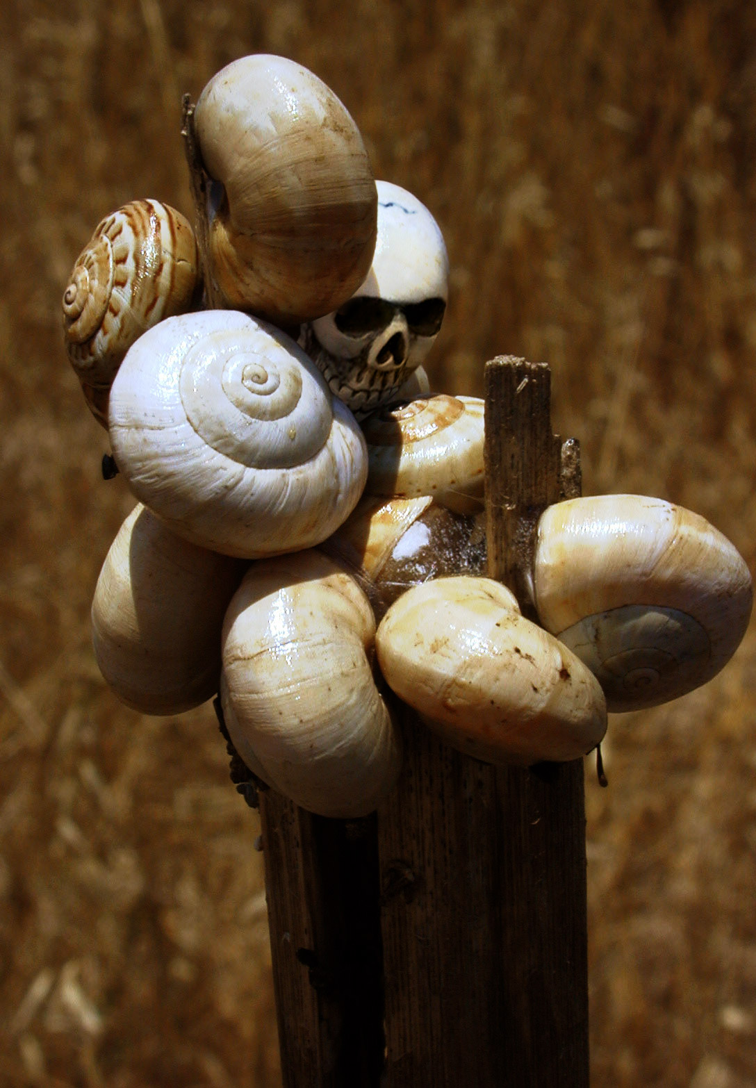 Photoshop Design by Pitinhas for DesignCrowd (Community Contests) | Design #9075029