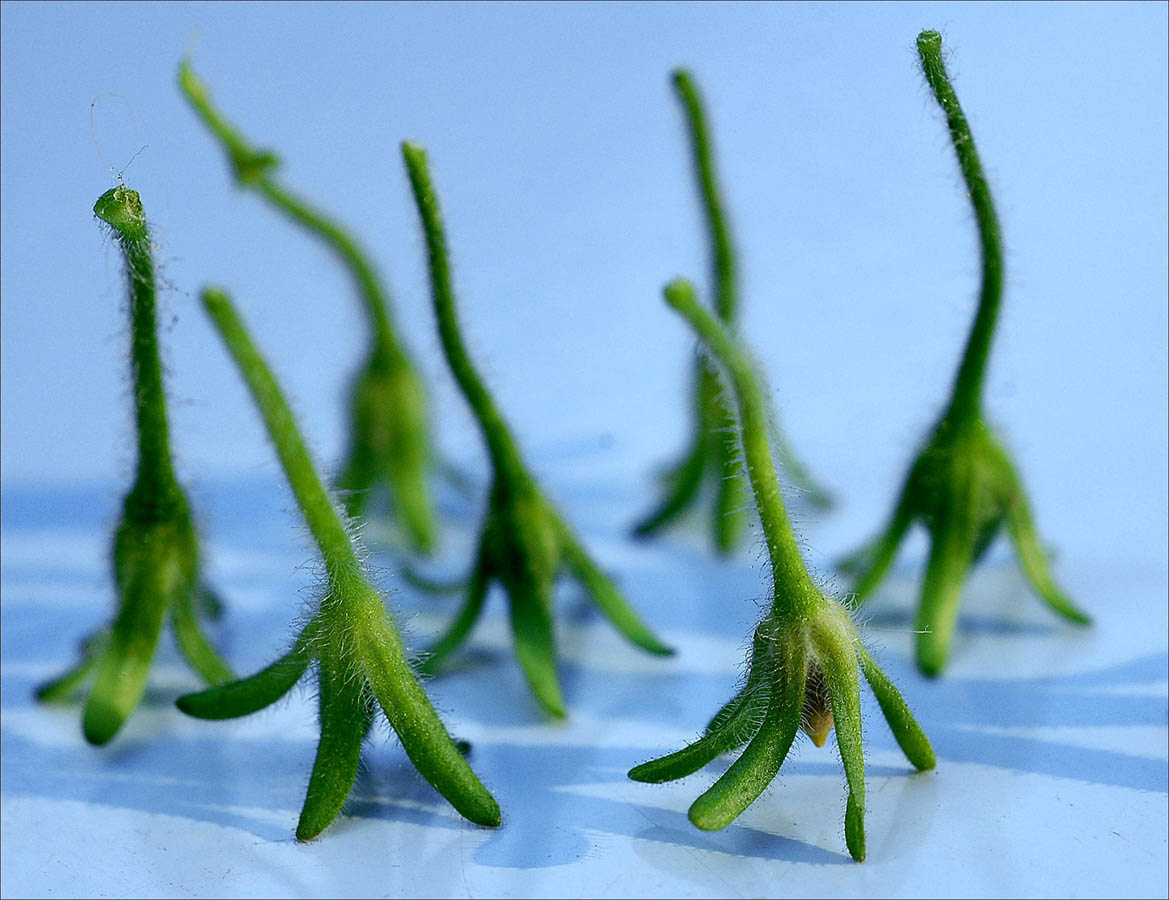 Fotografía por Marian para DesignCrowd (Community Contests) | Diseño #9078947