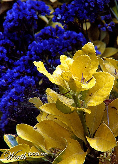 Photography by Ronbrandt