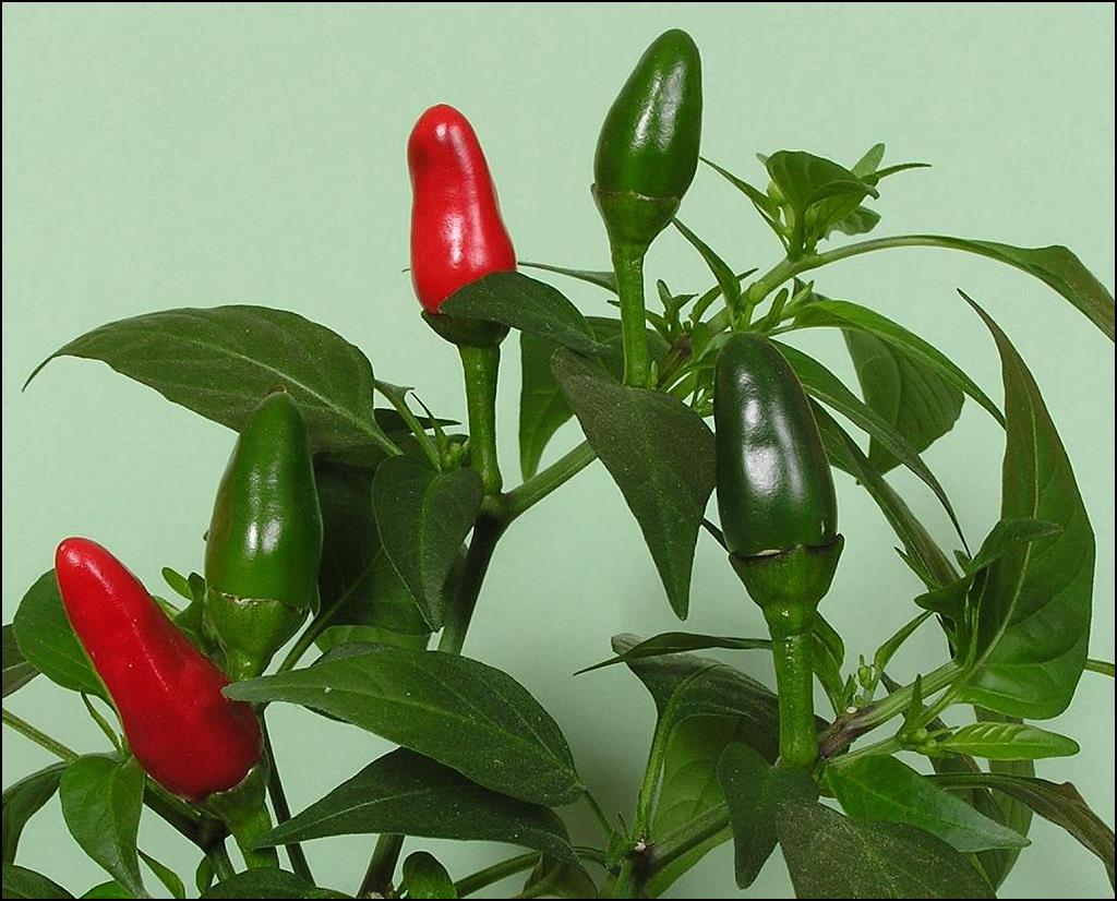 Fotografía por TyChO para DesignCrowd (Community Contests) | Diseño #9078824