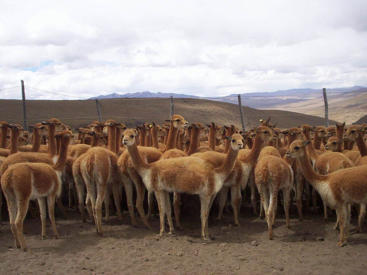 Diseño de Photoshop por ariel9 para DesignCrowd (Community Contests) | Diseño #9074930