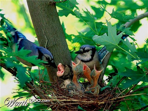 Photoshop Design by Zalgren