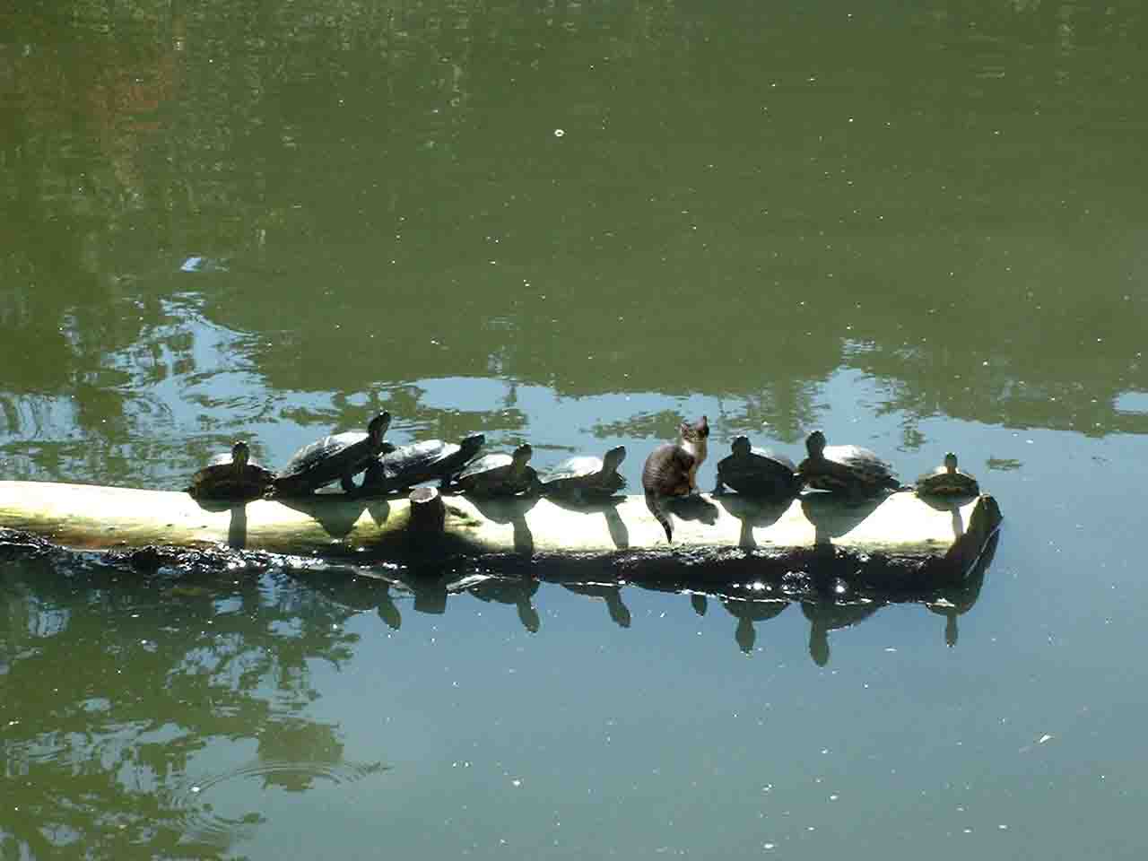 Photoshop Design by JeanneML for DesignCrowd (Community Contests) | Design #9074981