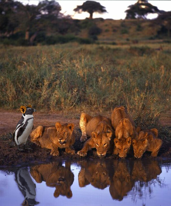 Photoshop Design by IceDesign for DesignCrowd (Community Contests) | Design #9074972