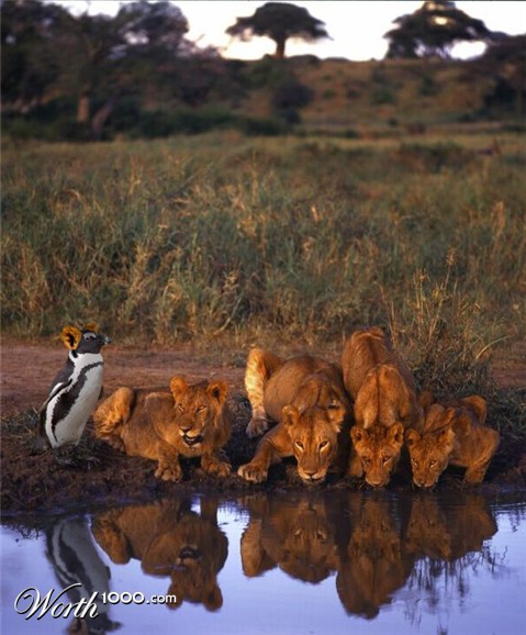 Photoshop Design by IceDesign