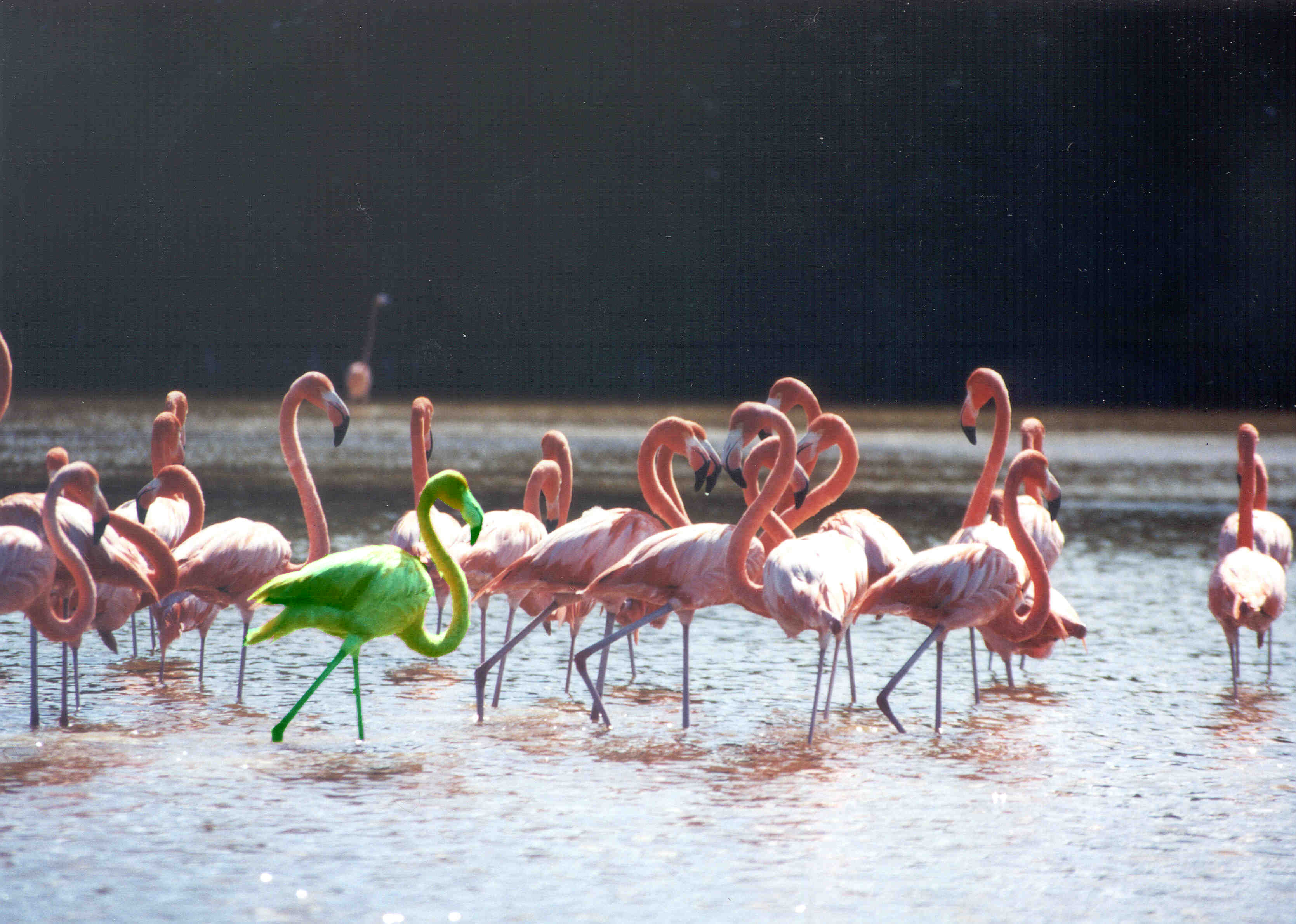 Design Photoshop par blob008 pour DesignCrowd (Community Contests) | Design #9075113