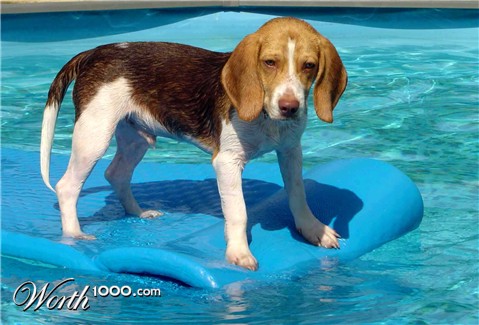 Photography by tigercrosse