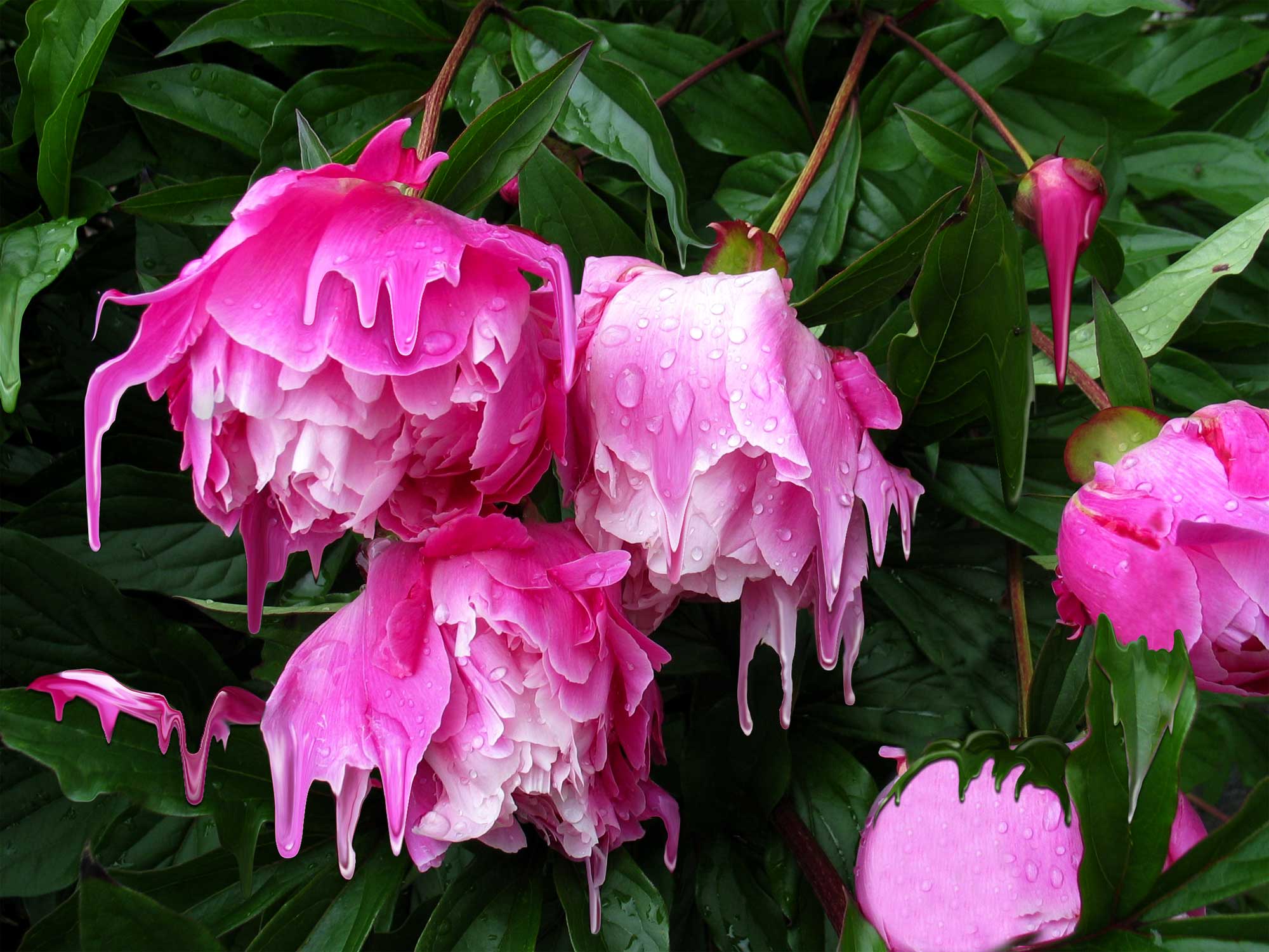 Photoshop Design by MrMouse for DesignCrowd (Community Contests) | Design #9067015