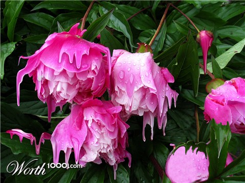 Photoshop Design by MrMouse