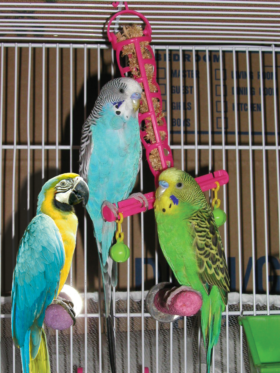 Photoshop Design by punkgrrrl16 for DesignCrowd (Community Contests) | Design #9078188