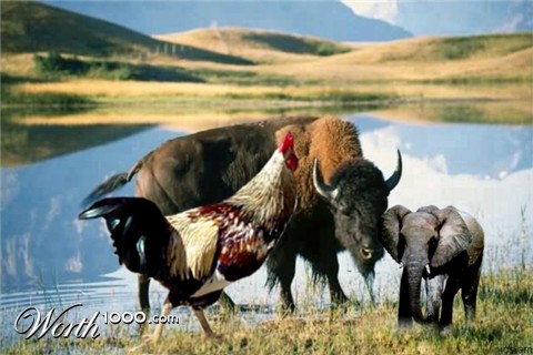 Photoshop Design by jnivas