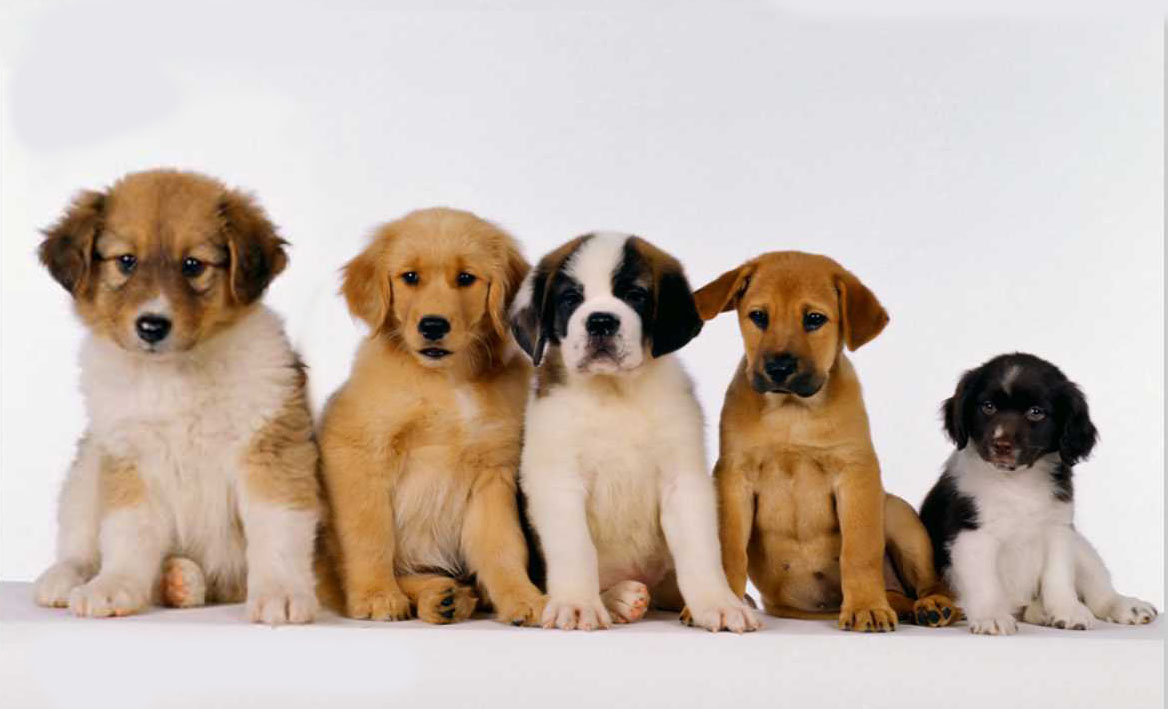 Diseño de Photoshop por Beetleb para DesignCrowd (Community Contests) | Diseño #9078204