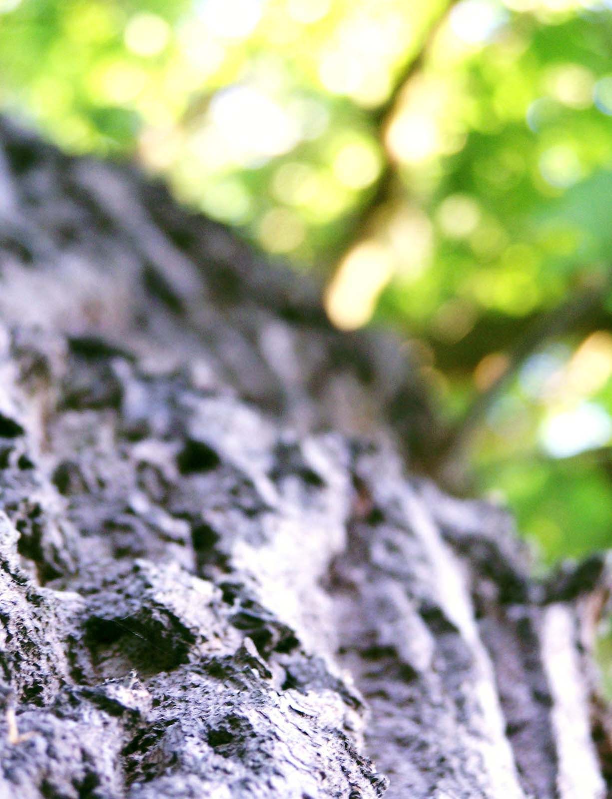 Photographie par TotalDomination pour DesignCrowd (Community Contests) | Design #9075349