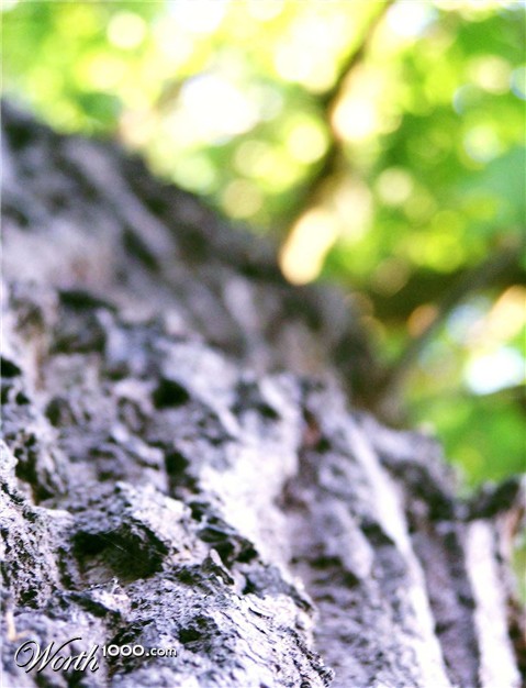 Photography by TotalDomination