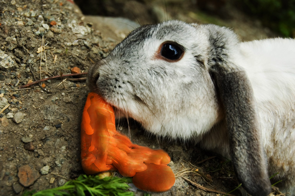 Photoshop Design by bingobaby for DesignCrowd (Community Contests) | Design #9067049