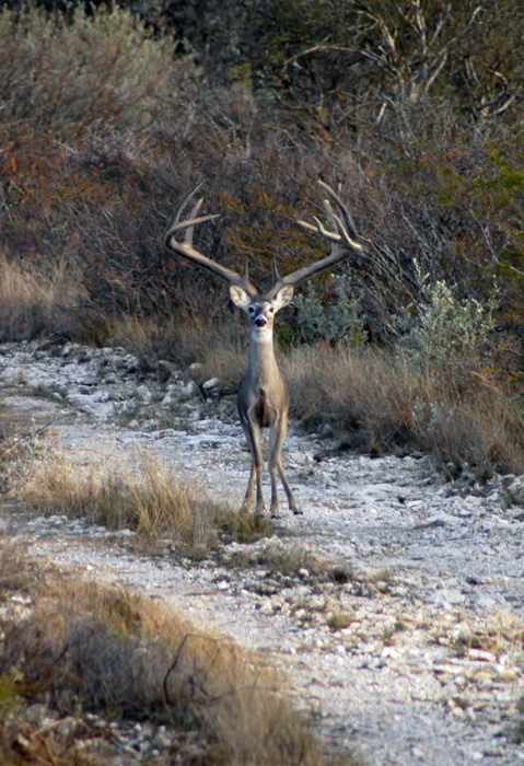 Photoshop Design by Fishcat for DesignCrowd (Community Contests) | Design #9078371