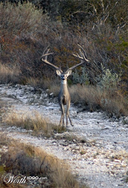 Photoshop Design by Fishcat