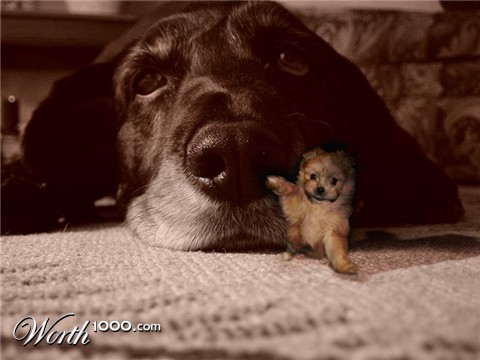 Photoshop Design by damas100