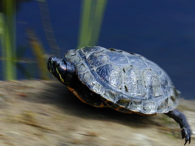 Photoshop Design by Nerden for DesignCrowd (Community Contests) | Design #9078433