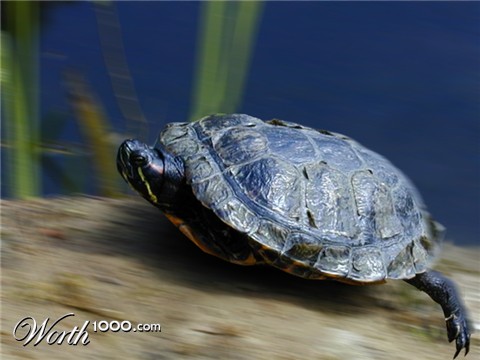 Photoshop Design by Nerden