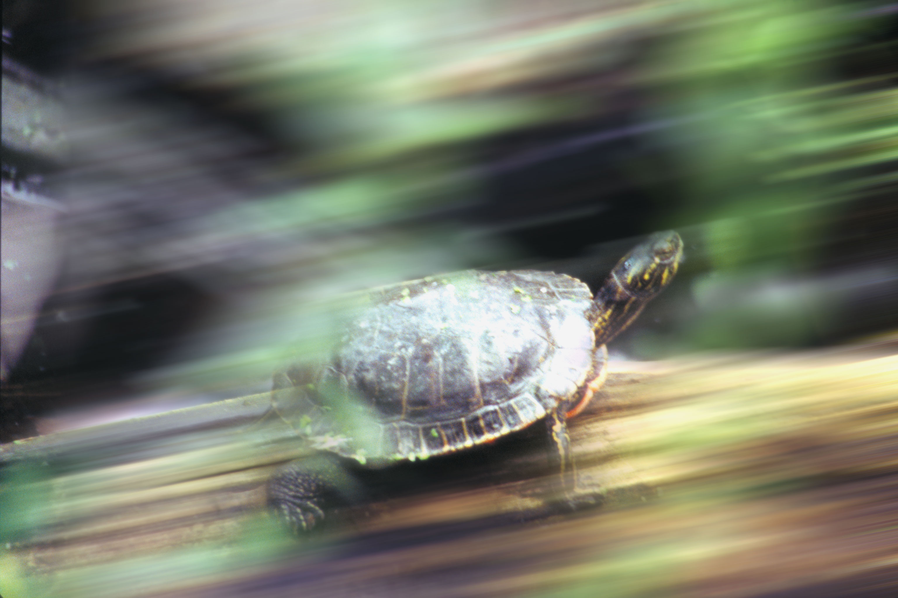 Photoshop Design by shutterspeed for DesignCrowd (Community Contests) | Design #9078528