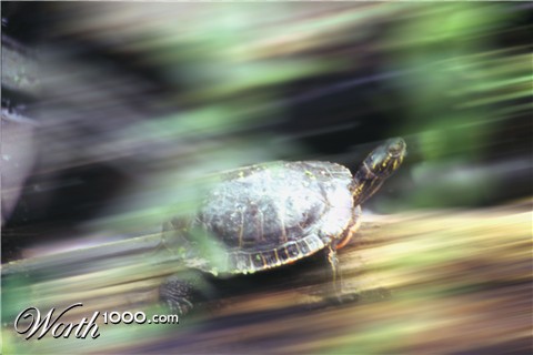 Photoshop Design by shutterspeed