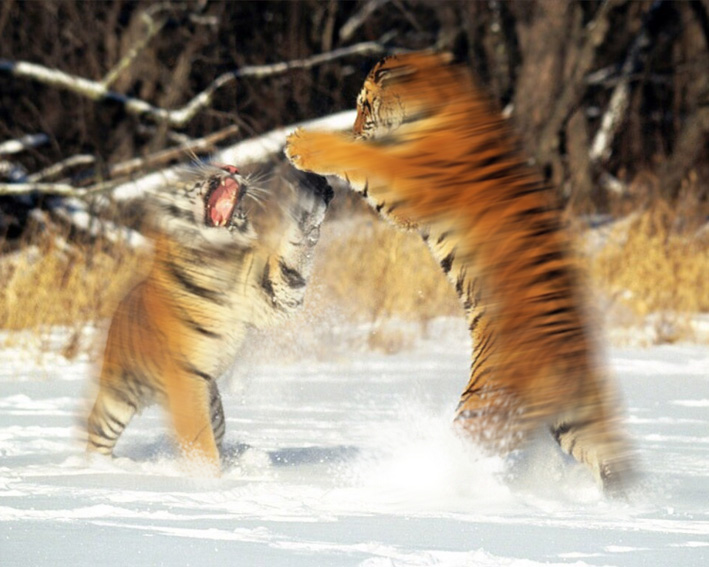 Diseño de Photoshop por mulambo para DesignCrowd (Community Contests) | Diseño #9078548