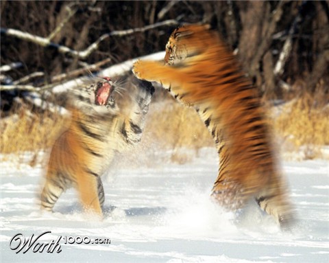 Photoshop Design by mulambo