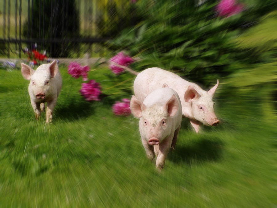 Photoshop-Design von dragos für DesignCrowd (Community Contests) | Design #9078492