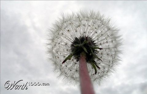 Photography by meerkat2