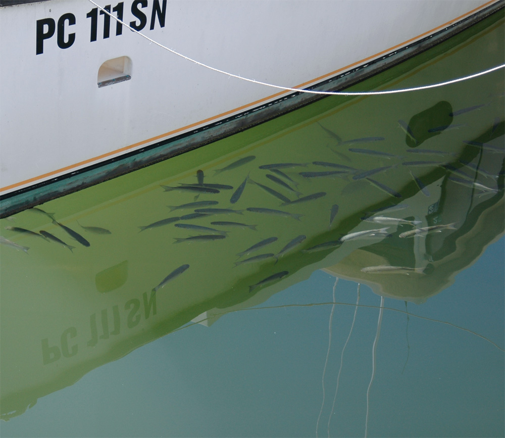 Photography by ozplasmic for DesignCrowd (Community Contests) | Design #9066459