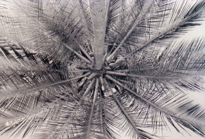 Photography by crystalgayle for DesignCrowd (Community Contests) | Design #9075685