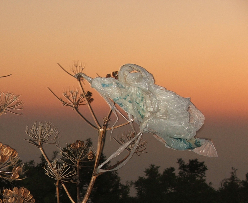 Photographie par GreyElf pour DesignCrowd (Community Contests) | Design #9082169