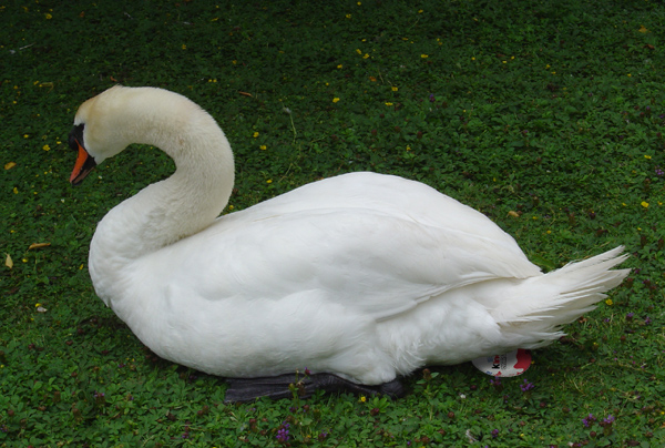 Diseño de Photoshop por DarkSlim para DesignCrowd (Community Contests) | Diseño #9078496