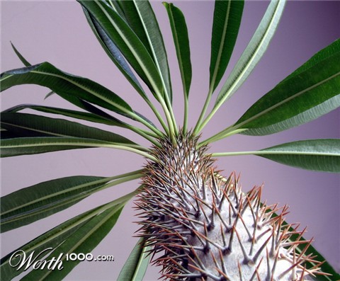 Photography by mzmzmzmz