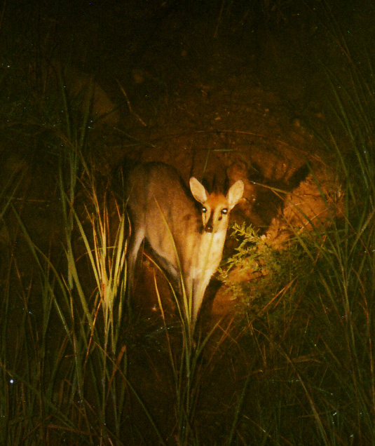 Fotografía por kimbomac para DesignCrowd (Community Contests) | Diseño #9078583