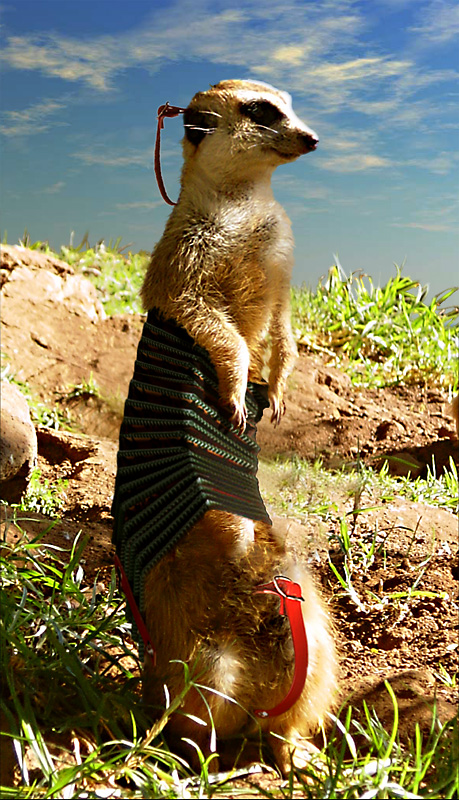 Photoshop Design by Spin99 for DesignCrowd (Community Contests) | Design #9075417