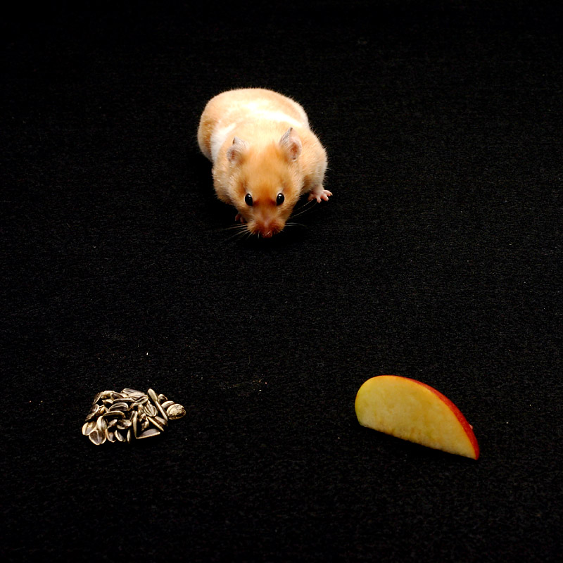 Photography by SigloV for DesignCrowd (Community Contests) | Design #9075153