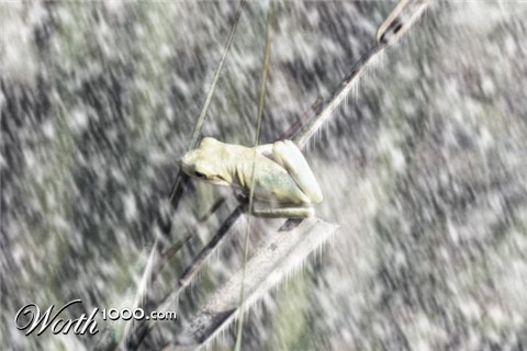 Photoshop Design by Zalgren